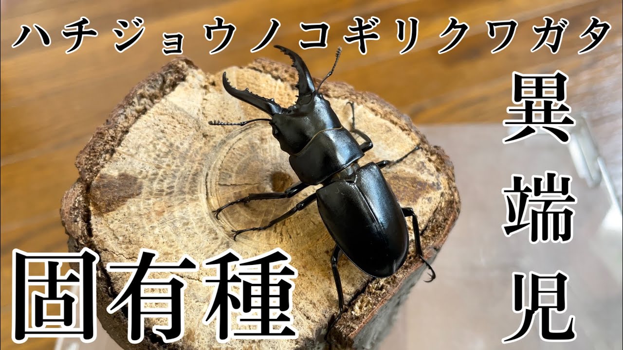 ノコギリクワガタ界の異端児！？ハチジョウノコギリクワガタについて