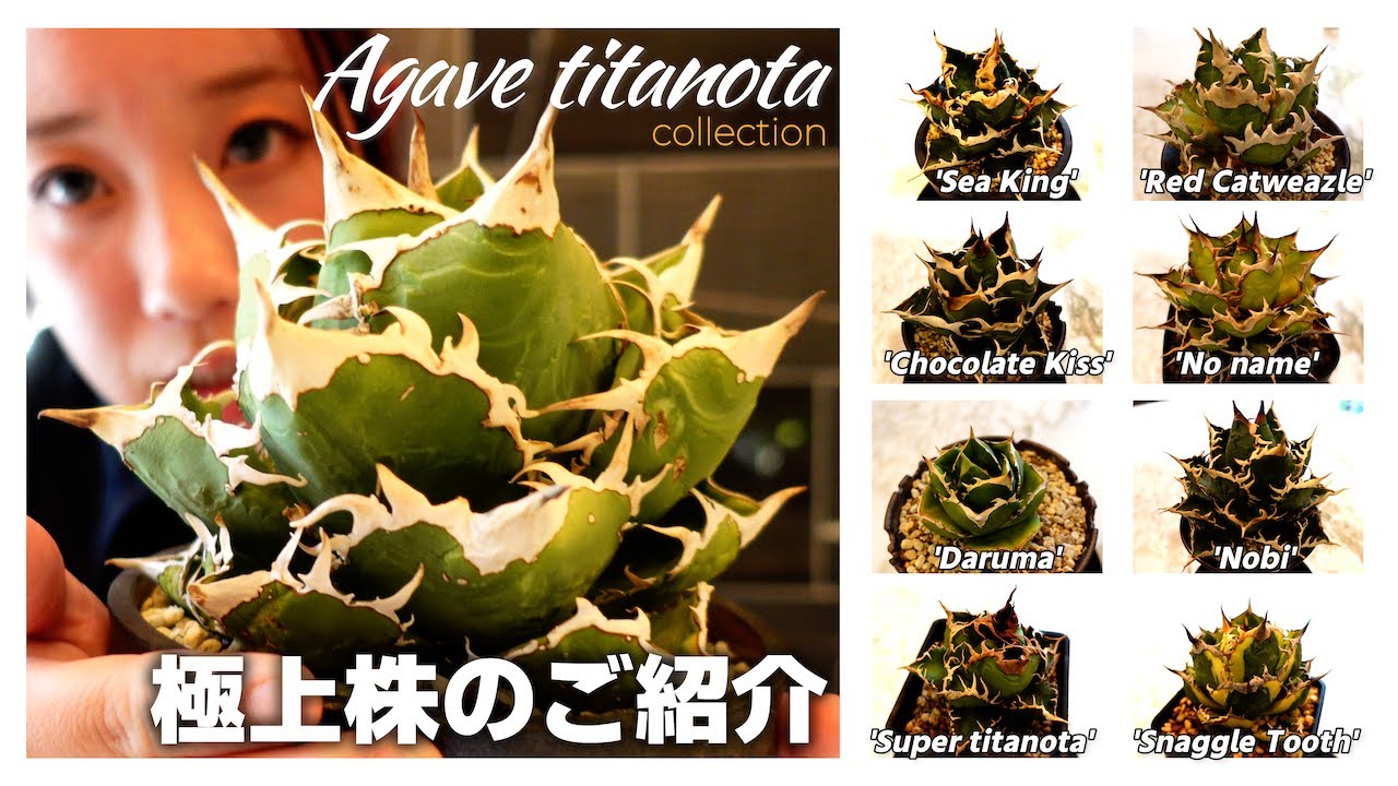 The finest Agave strains] Introducing the 9 Titanota Collection