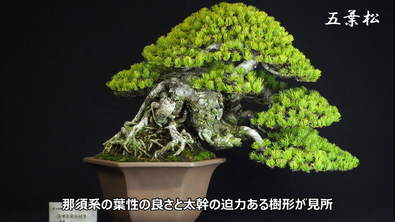 時代物 四国黒松 大品 根あがり盆栽 購入してから41年経過 時代物 四国