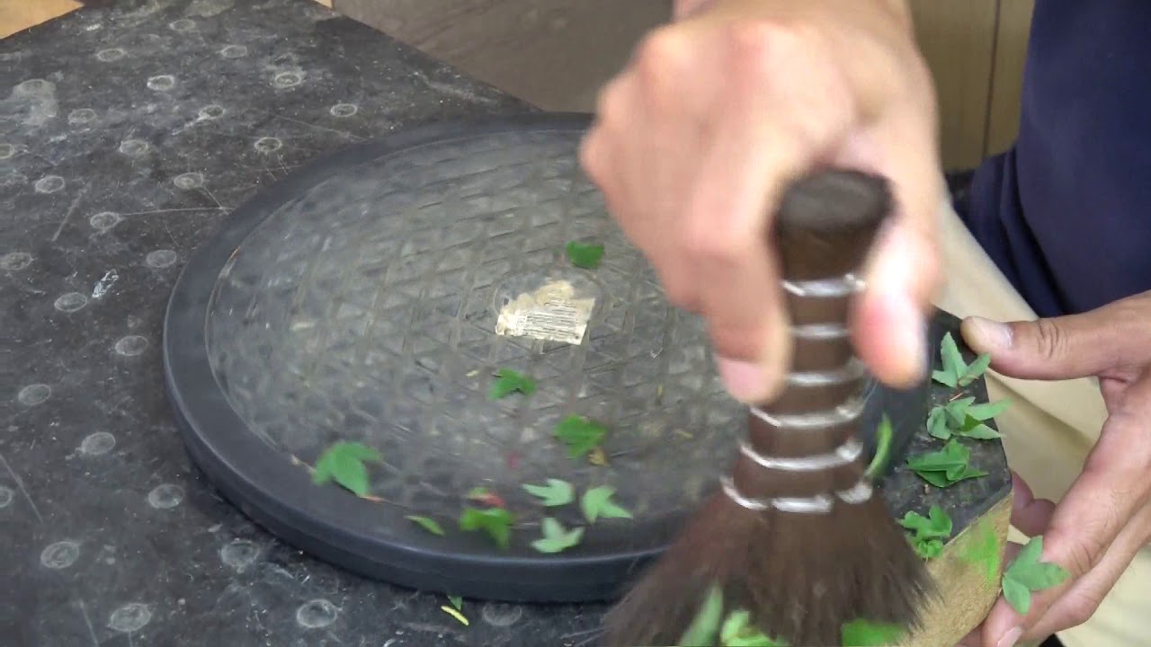 盆栽道具 鉢（棕櫚、シュロ）ホーキ - 盆栽、園芸道具の兼進