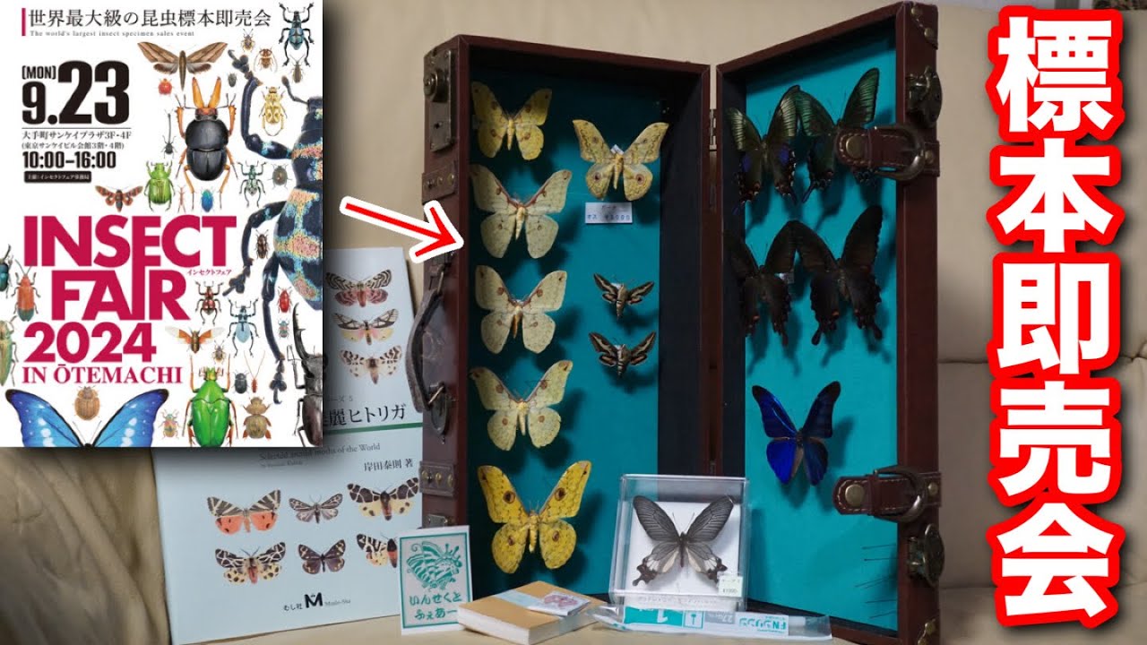 I bought a lot of specimens at a large insect event [Otemachi