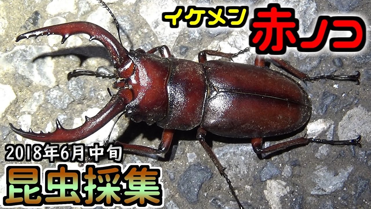 ☆昆虫採集☆虫取り網☆最長7m12cm クワガタムシ・カブトムシの