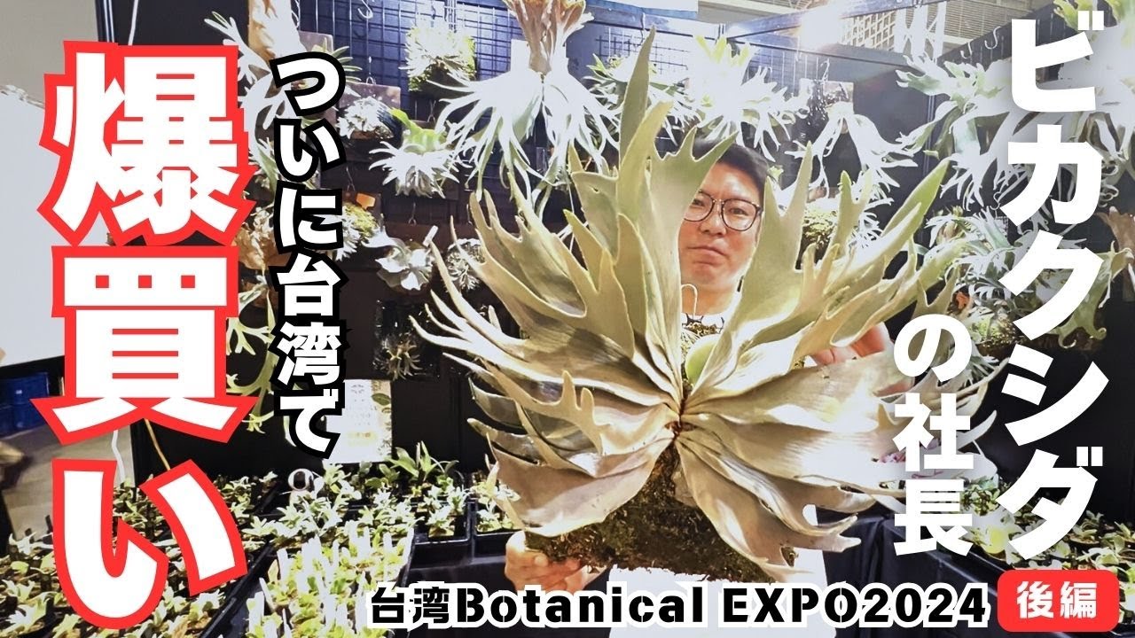 Part 2) Buying a Hot Topic of Platycerium ferns! [Taiwan Botanical
