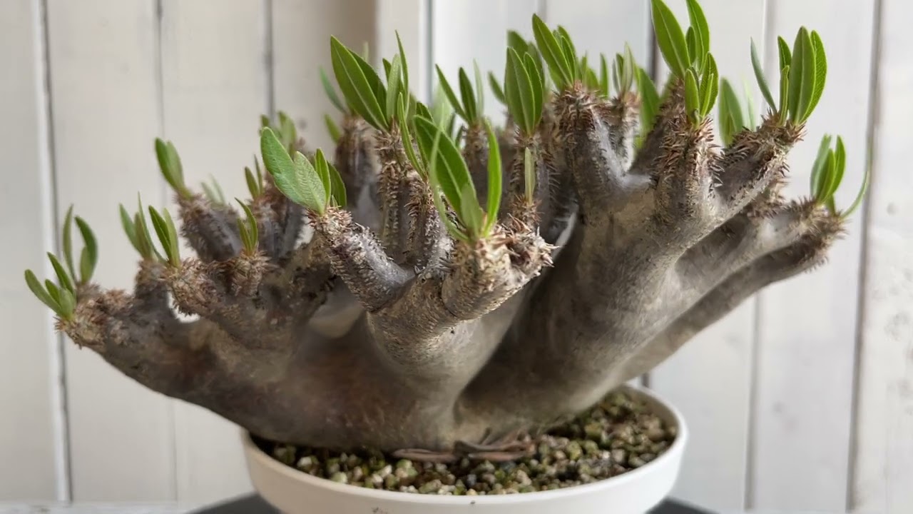 パキポディウム ブレビカリックス - YouTube