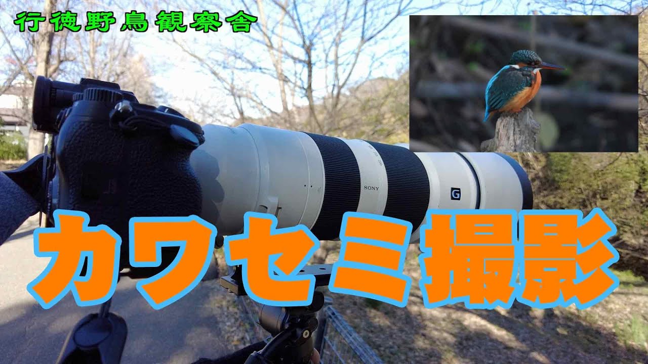 野鳥撮影】カワセミ撮影 SONYα7RV & FE 200-600mm F5.6-6.3 G OSS + FE