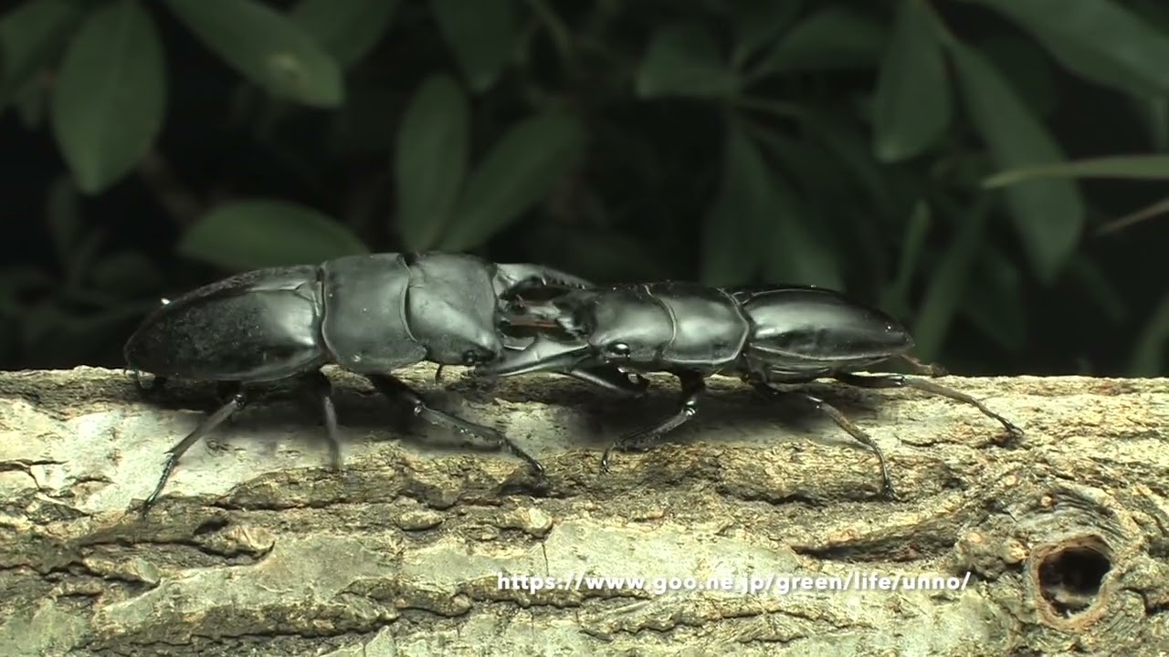 パラワンオオヒラタvsスマトラオオヒラタ Dorcus titanus palawanicus