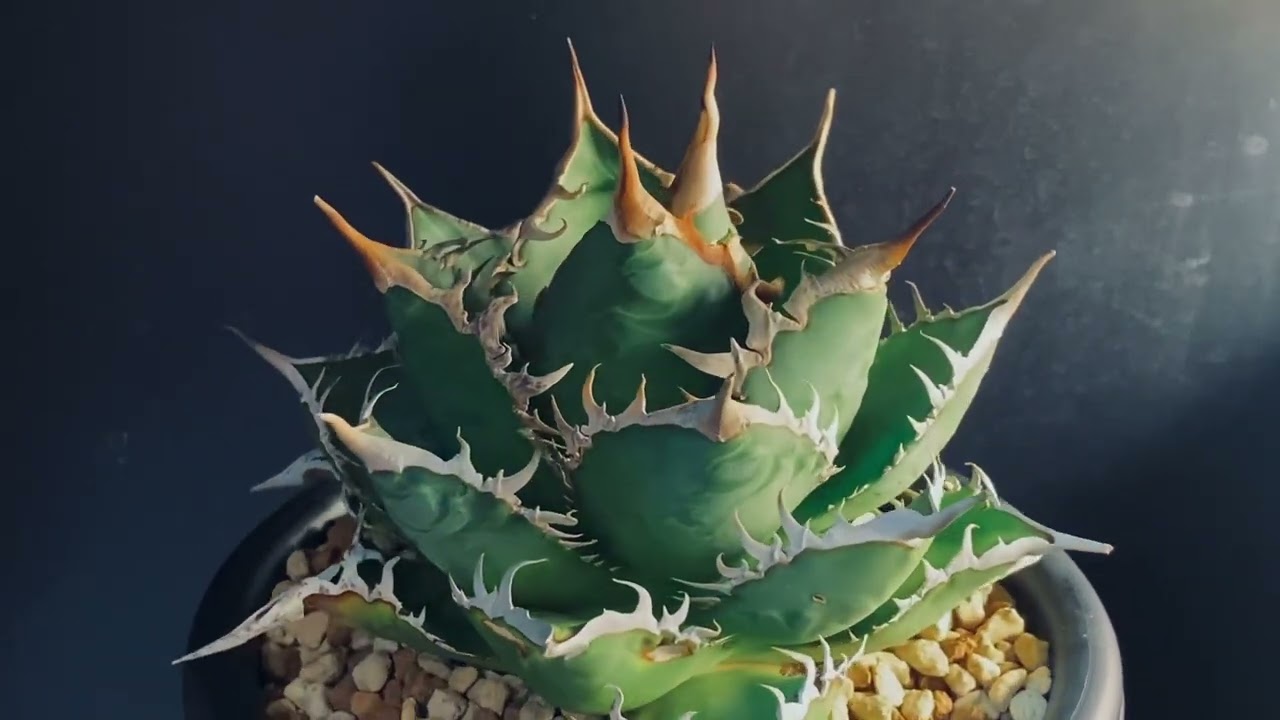 アガベ・チタノタ 海王 標本株｜agave titanota sea king - YouTube