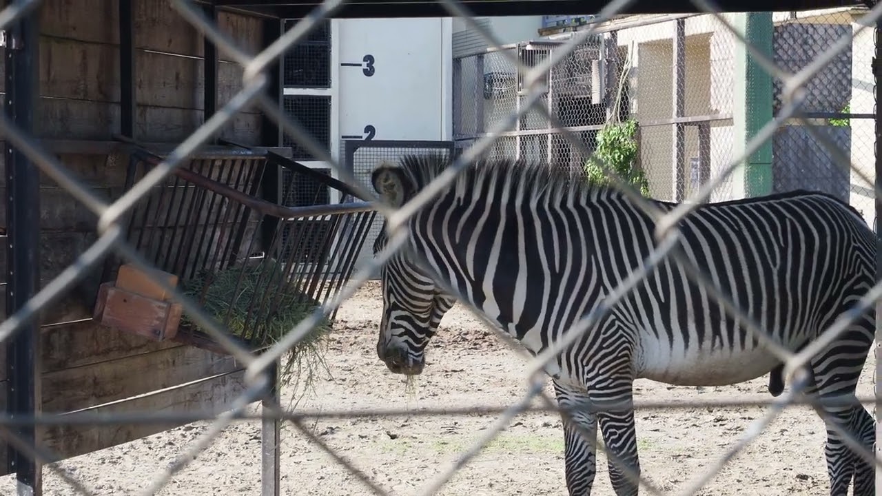 maxresdefault.jpg?sqp=-