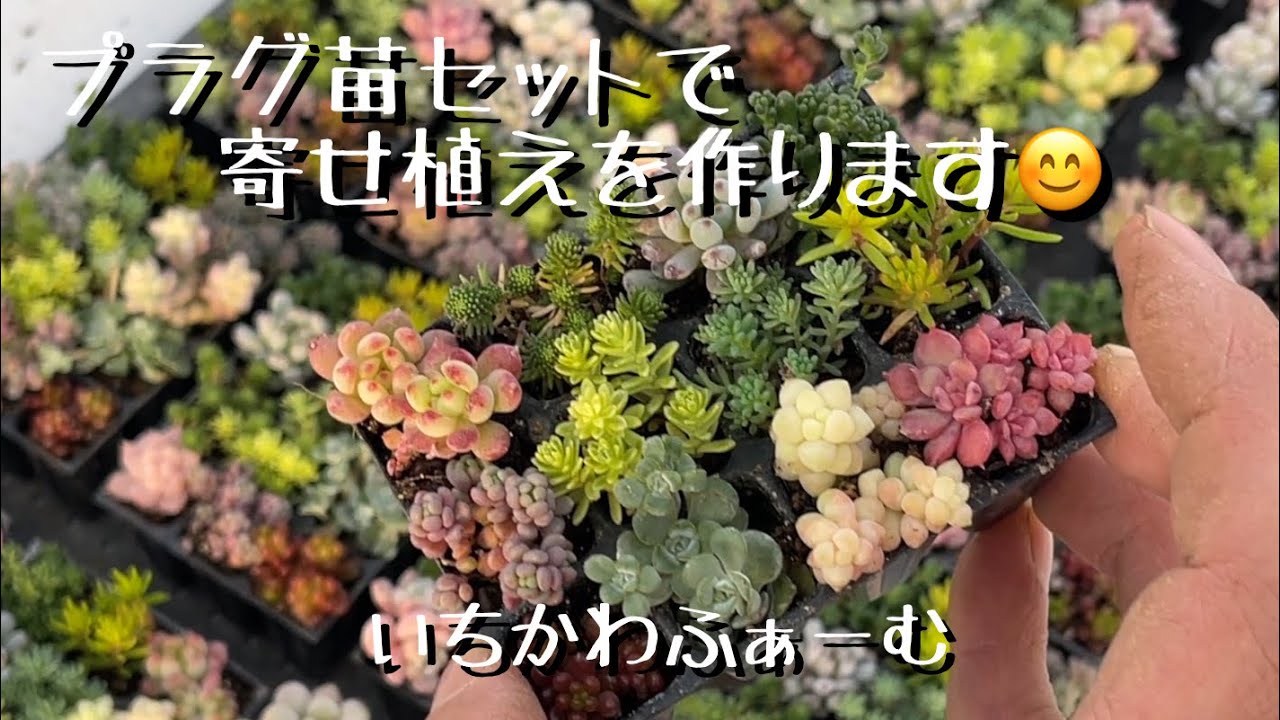 プラグ苗セットで寄せ植え😊 - YouTube
