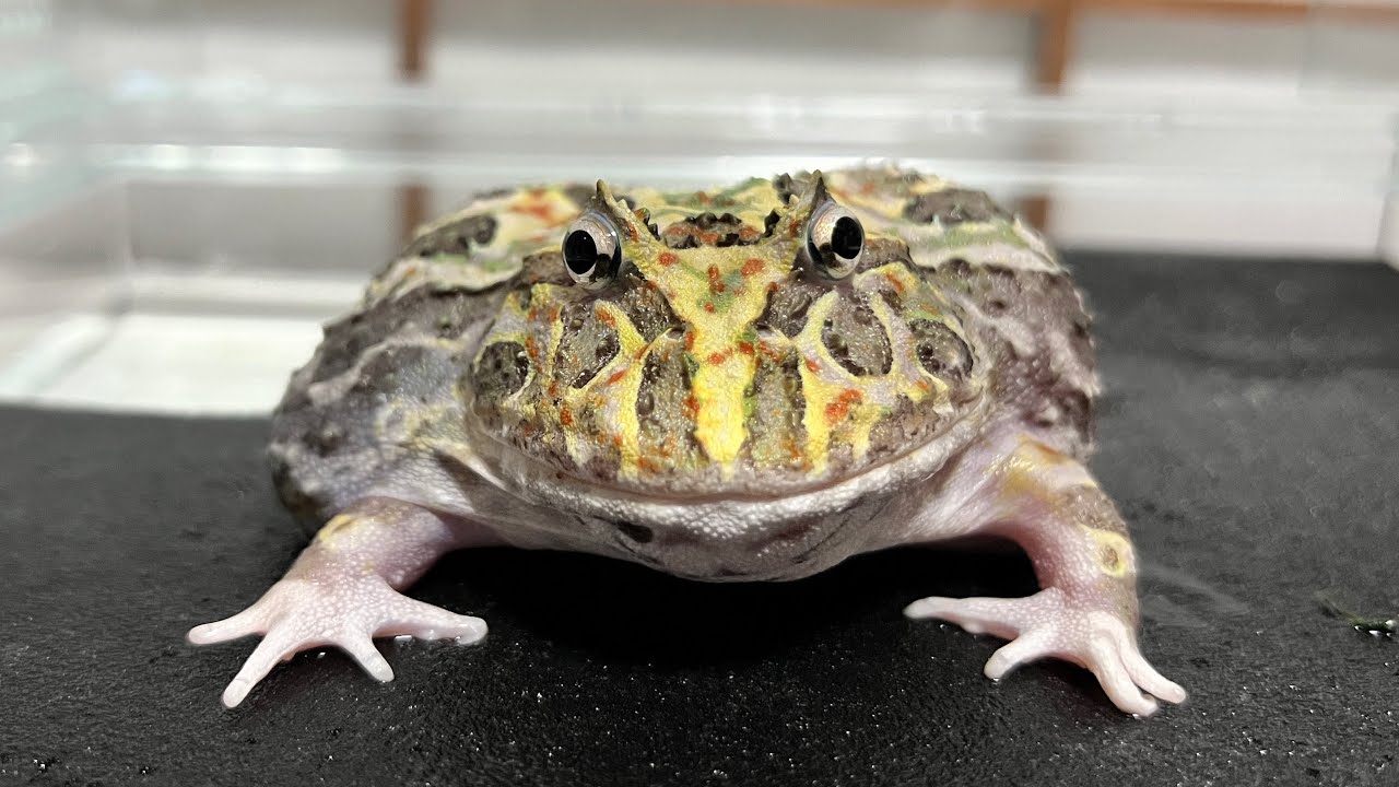 I found the best cage to keep a horned frog - YouTube