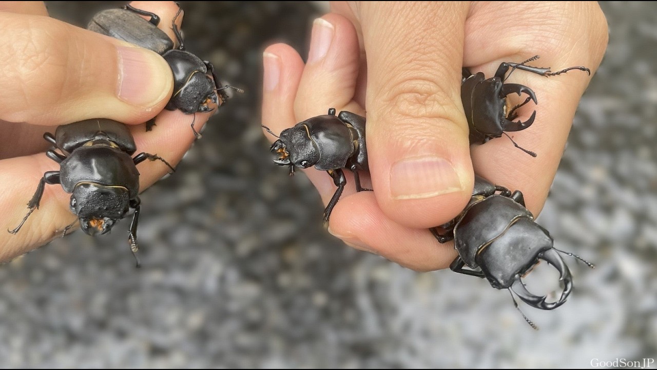 日本の高い山だけに生息する神秘のクワガタを発見する方法を紹介します