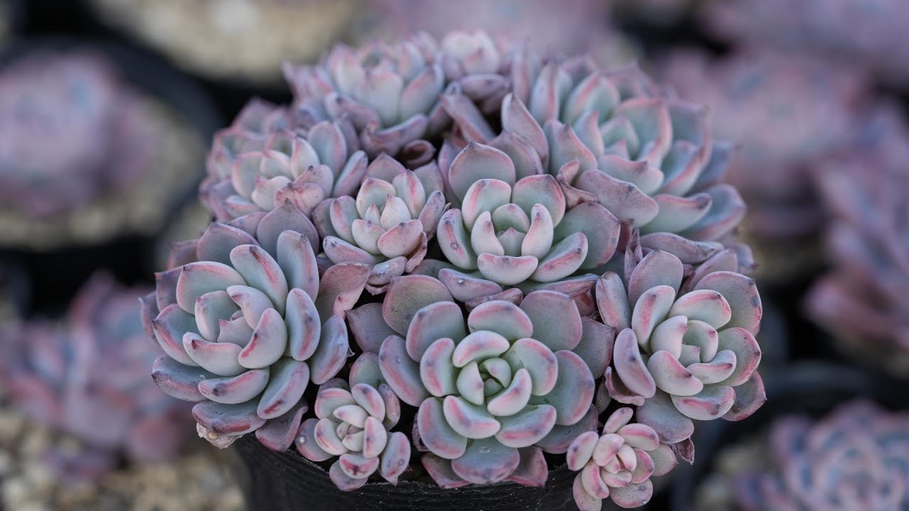 ブルーバット 超斑入り サンスベリア ロリダ 多肉植物 コーデックス