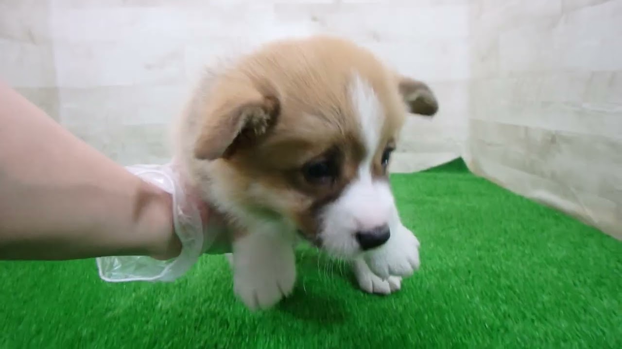 Coo&RIKU No.00748131 W・コーギー・ペンブローク - YouTube