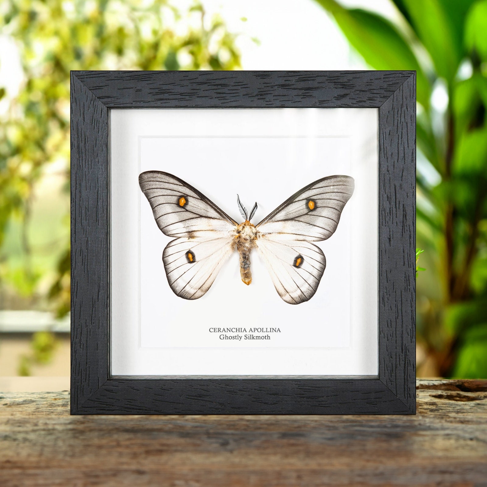 Ceranchia Apollina - Etsy