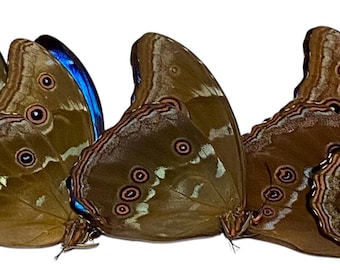Morpho Cypris Peru (PE) - BIG Unmounted Tropical Specimen