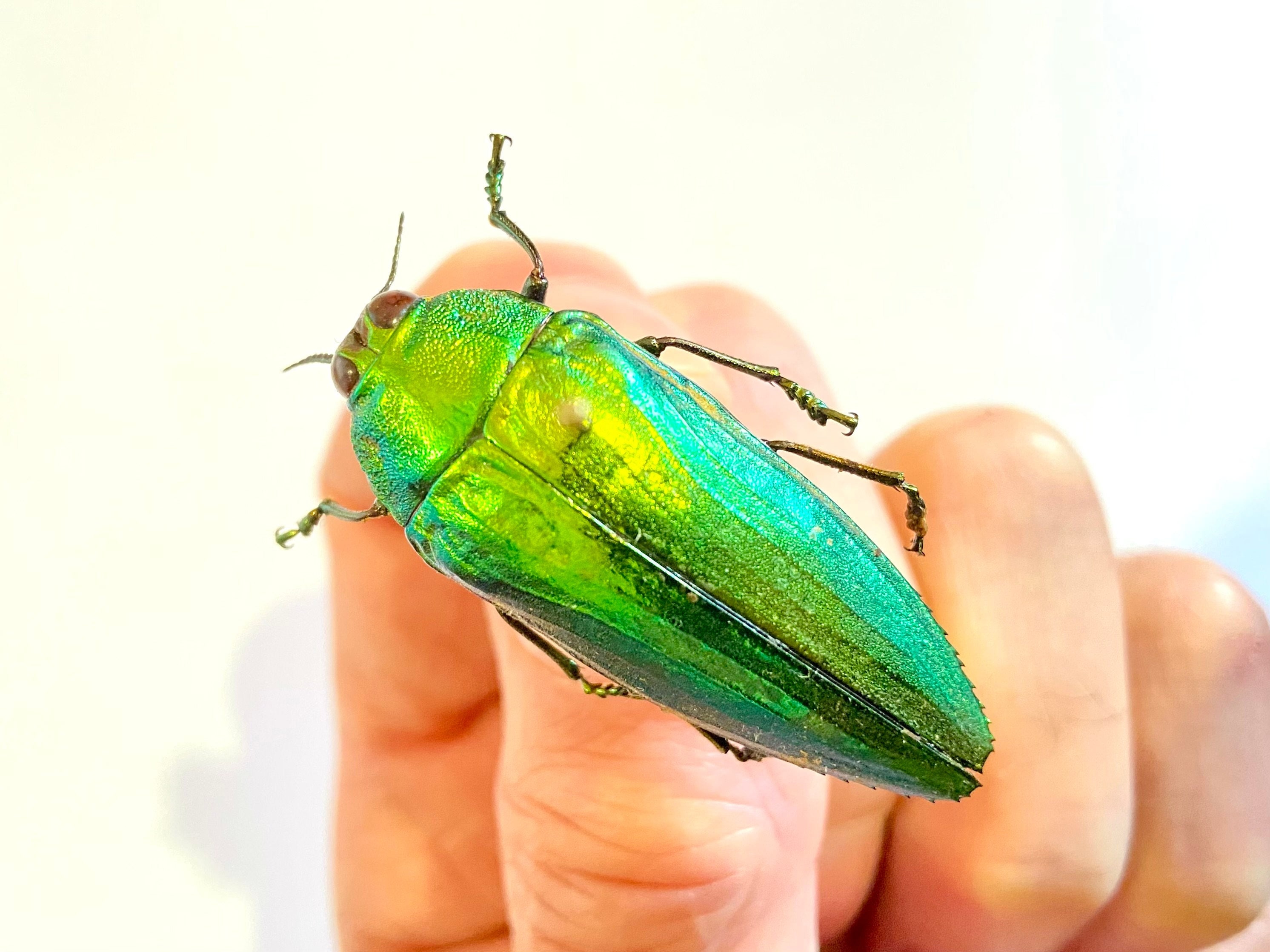 明るい緑色のタマムシ (Callopistus castelnaudi) の実物標本