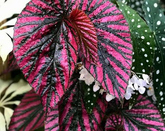 Blooms625 ベゴニア ルージュ バリエガタ ベゴニア ベゴニアの種子 30