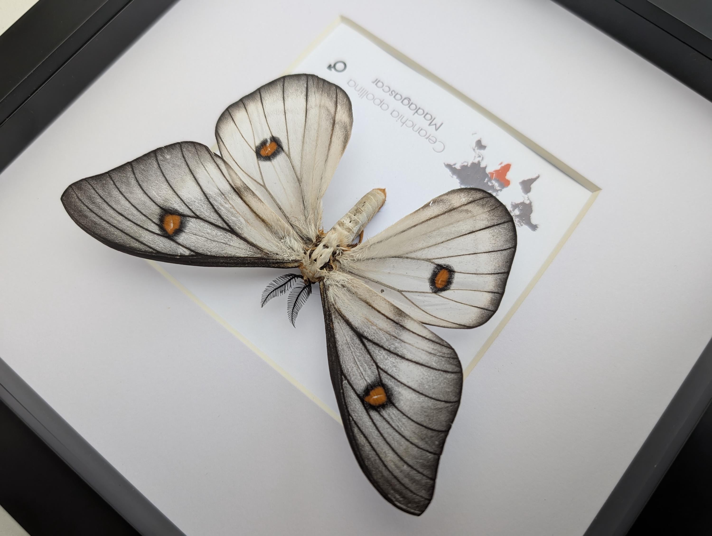 Framed Ghostly Silk Moth: Ceranchia Apollina From Madagascar (8x8