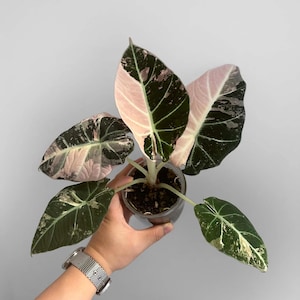 Alocasia watsoniana pink variegated - Etsy 日本