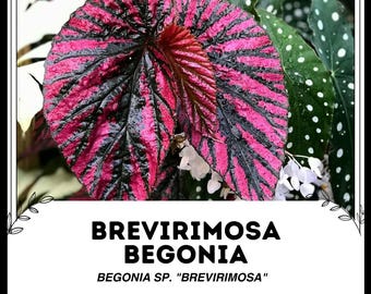 Blooms625 ベゴニア ルージュ バリエガタ ベゴニア ベゴニアの種子 30