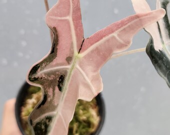 5 アロカシア シャントリエリ ピンク 斑入り 球根 珍しい 屋内 屋外