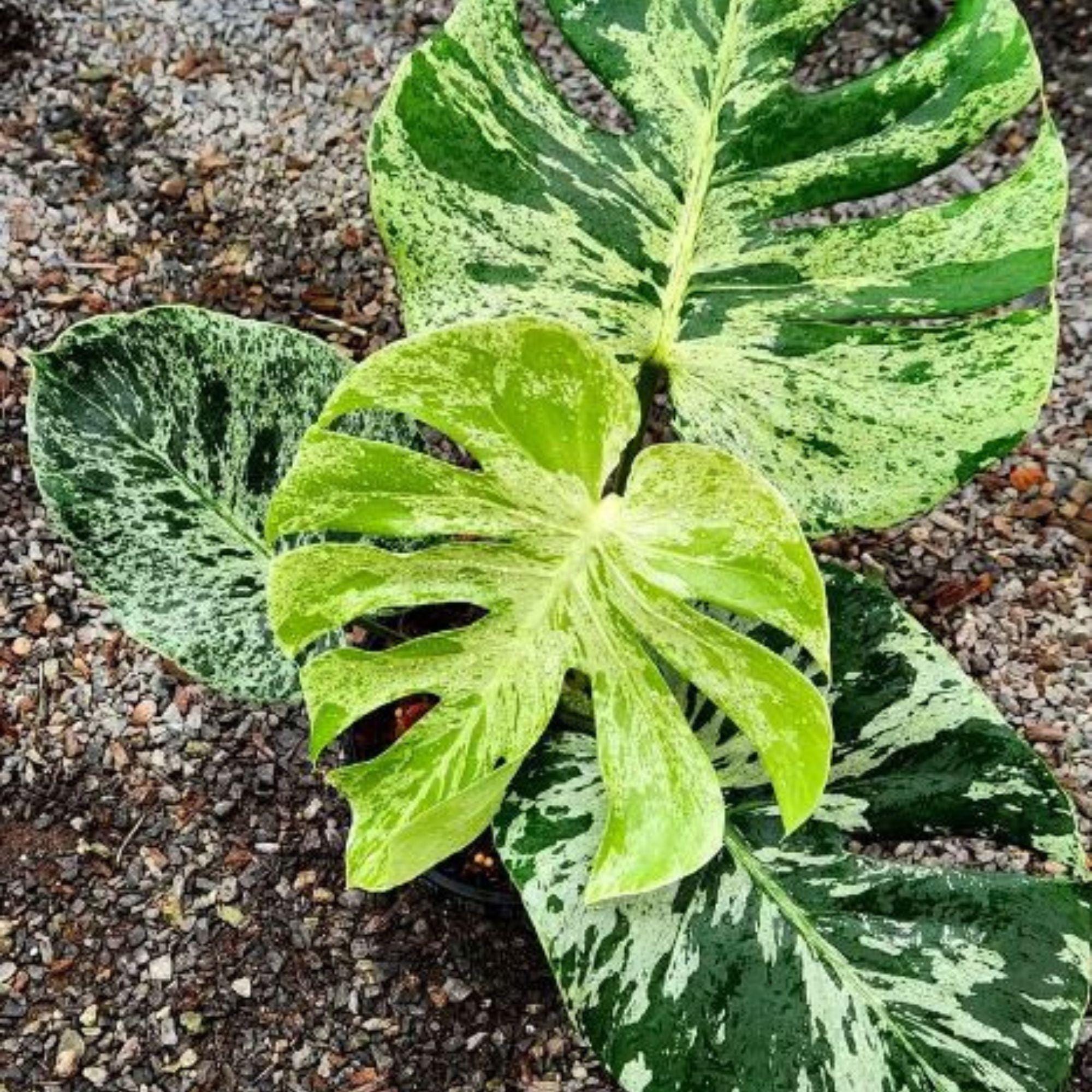 Bulbasaur monstera - Etsy 日本