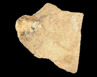 サルタサウルス恐竜の卵殻標本 - 天然化石の破片 - 恐竜ギフト - Etsy 日本