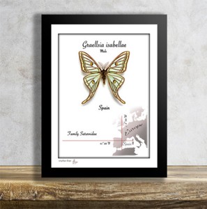 Graellsia Isabellae | eBay