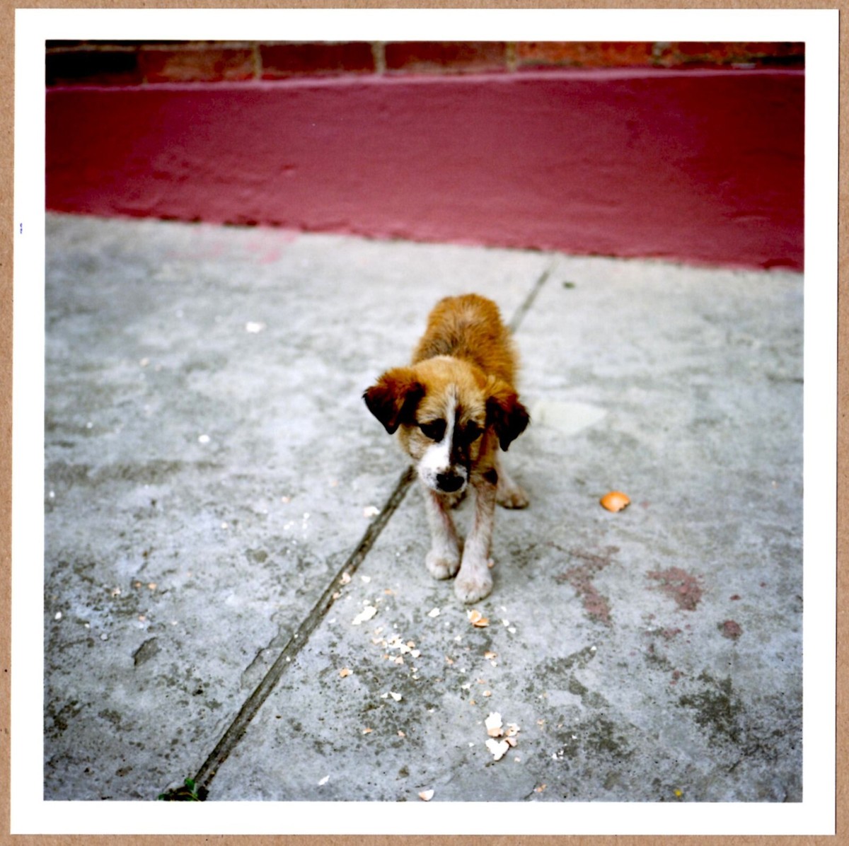 SIGNED - ALEC SOTH - DOG DAYS BOGOTA, COLOMBIA, 2003 - LTD 6