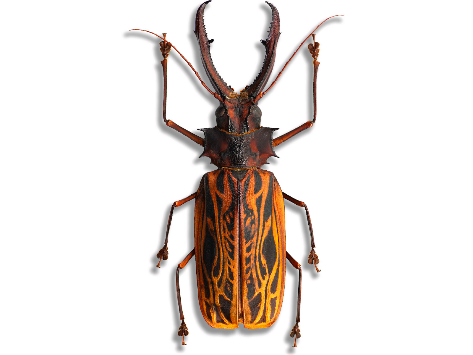 Macrodontia cervicornis GIANT Beetle Peru MALE +144mm Unspread in