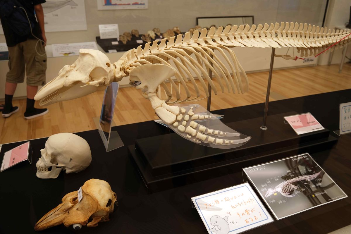 クジラ＆イルカの巨大骨格が所狭しと展示された企画展「集まれ！三重の