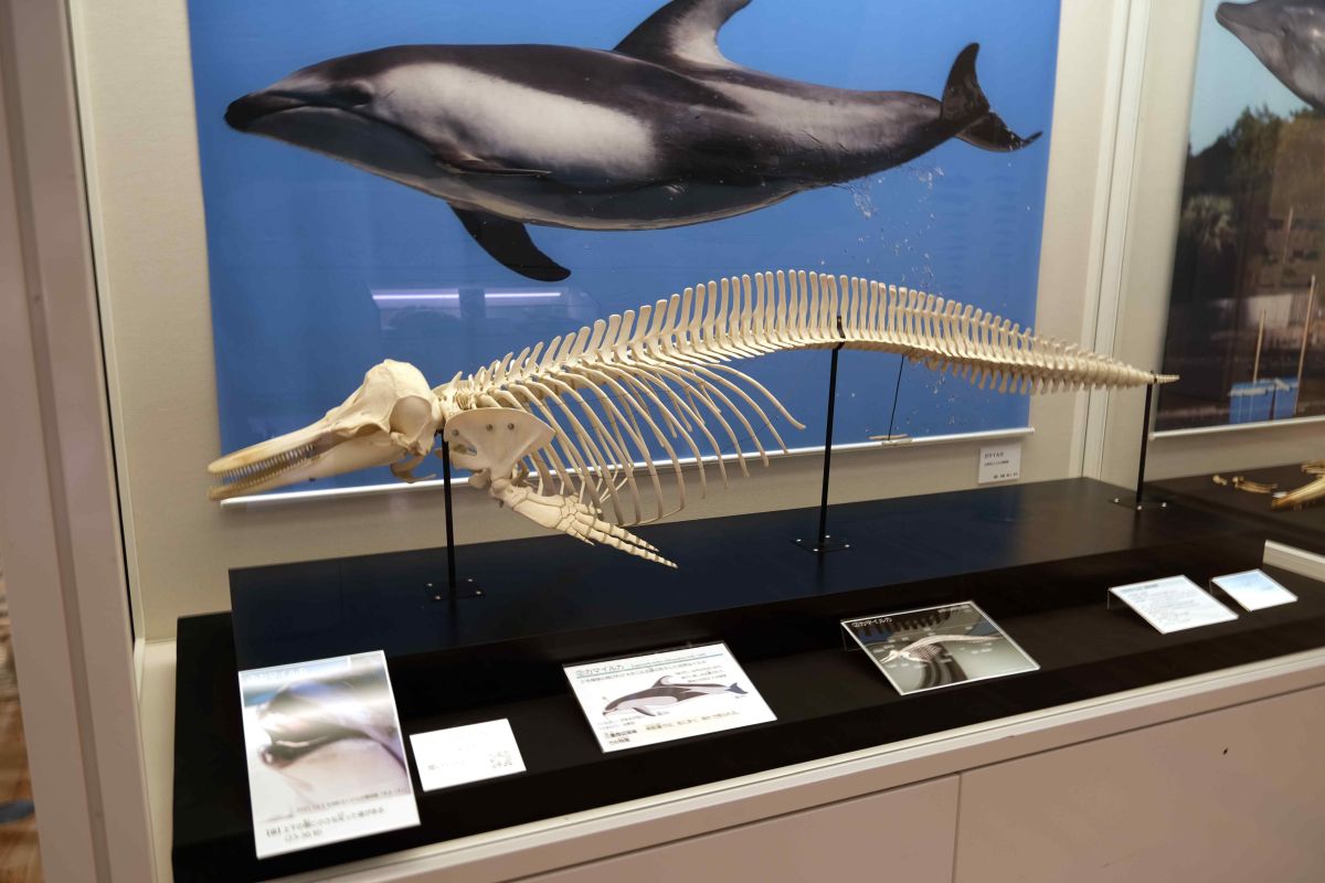 クジラ＆イルカの巨大骨格が所狭しと展示された企画展「集まれ！三重の