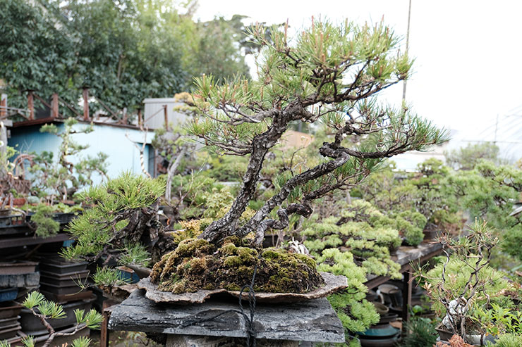 寄せ植えは「心」。盆栽の寄植えの基本を動画で学ぼう – 盆栽Q