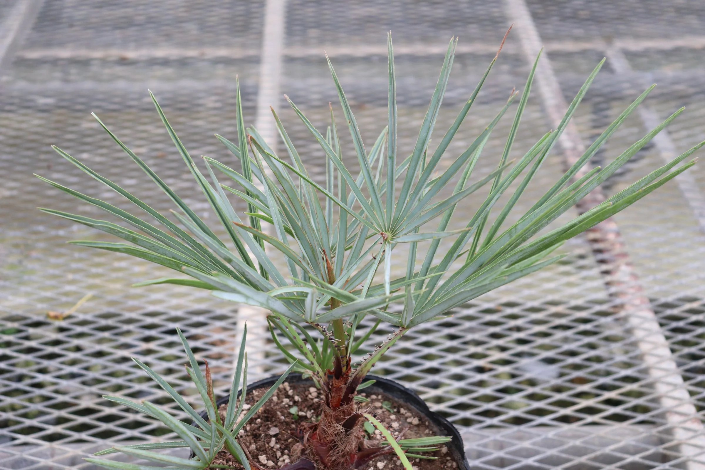 チャメロップス・フミリス セリフェラ (Chamaerops humilis var