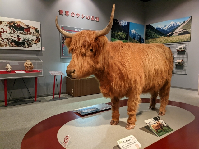 ウシだらけの個性派ミュージアム『牛の博物館』（奥州市） | シマグニ