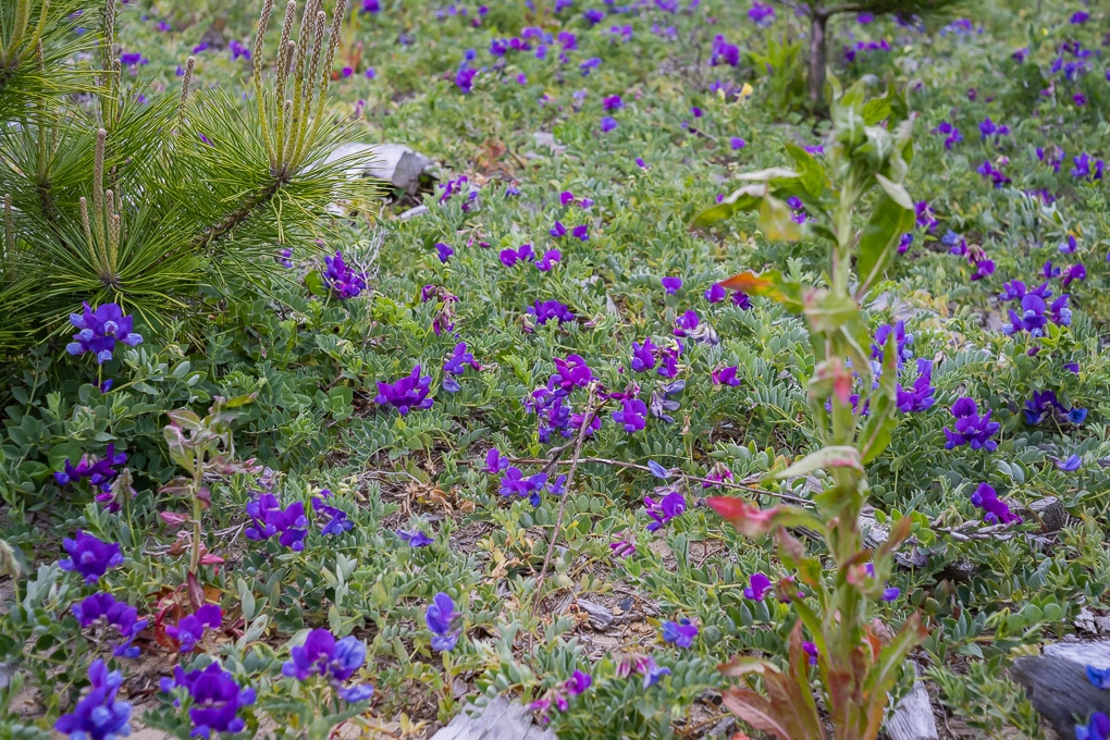 Retina-Ysarex 50mm F2.8 - 写真備忘録