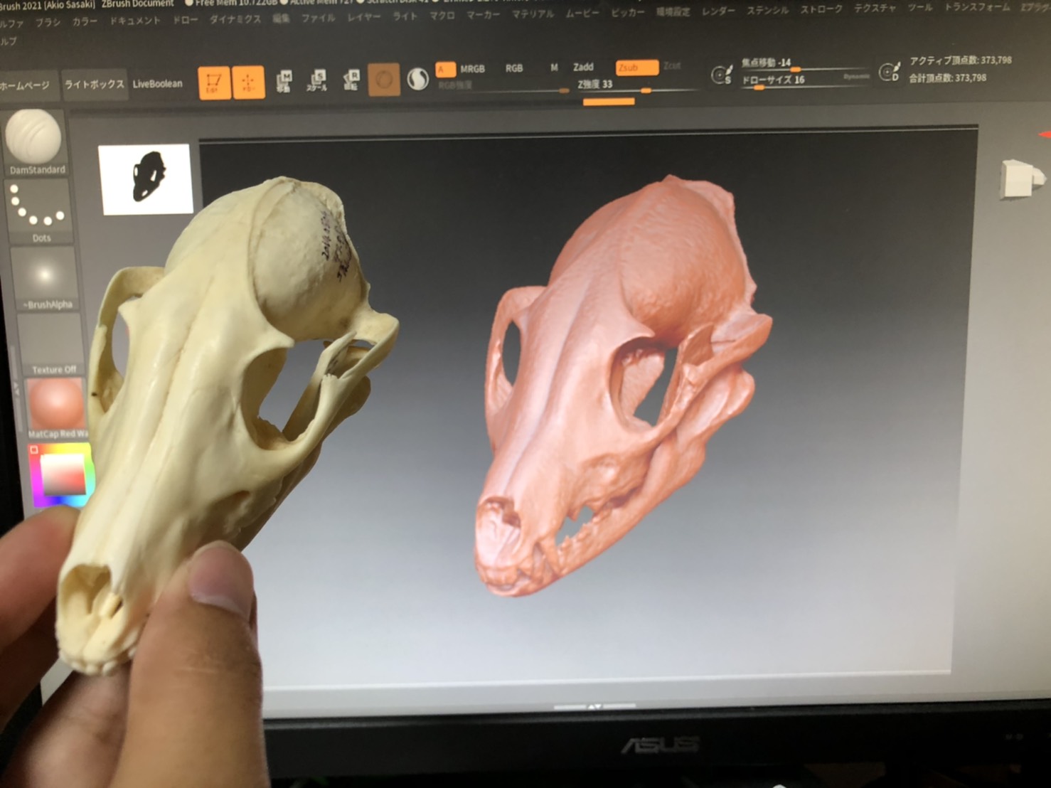 日本産哺乳類 の頭骨の3Dデータを世界へ公開します！ | アンフィ合同