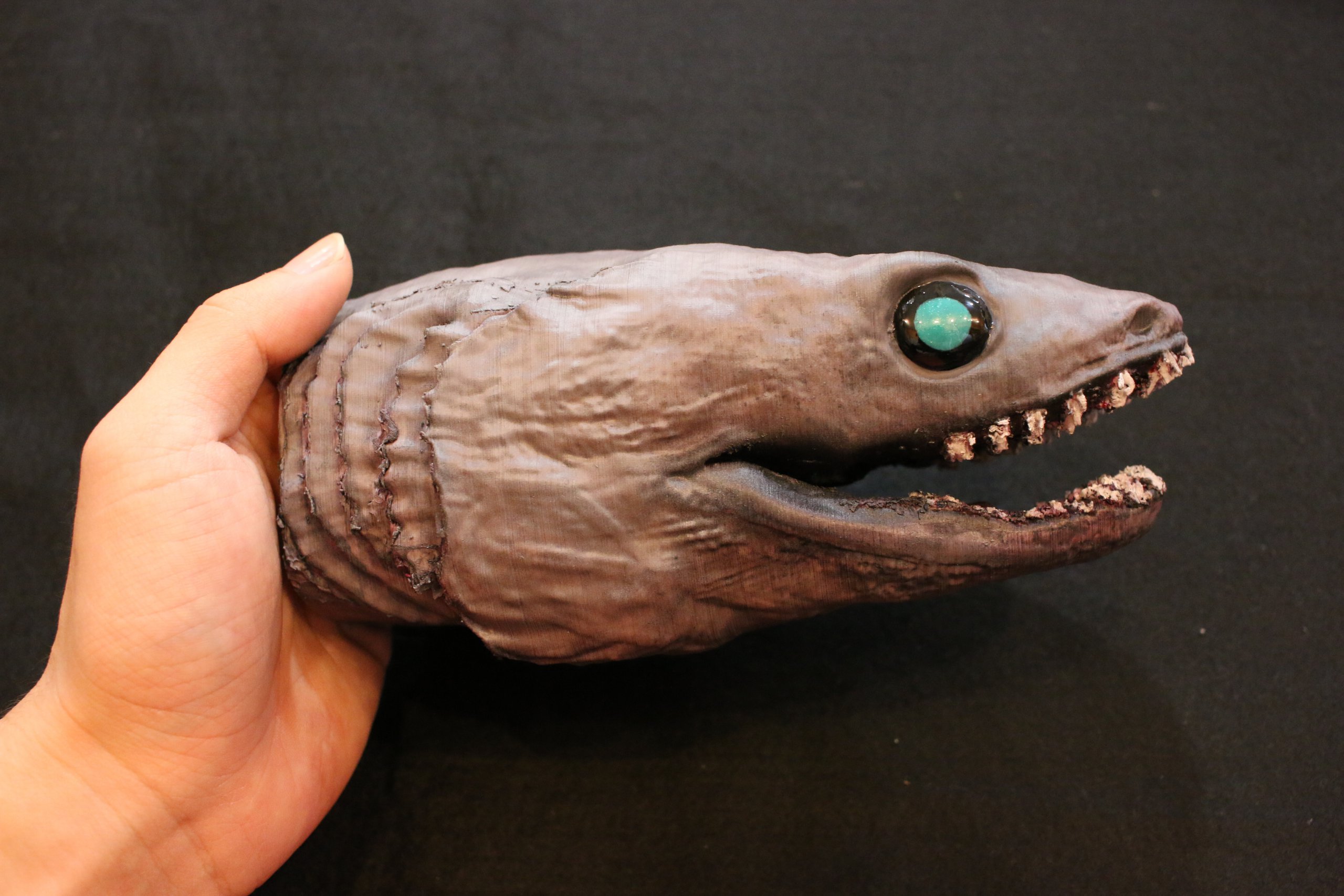 深海のサメで有名な ラブカ の模型を作製しました！ | アンフィ合同