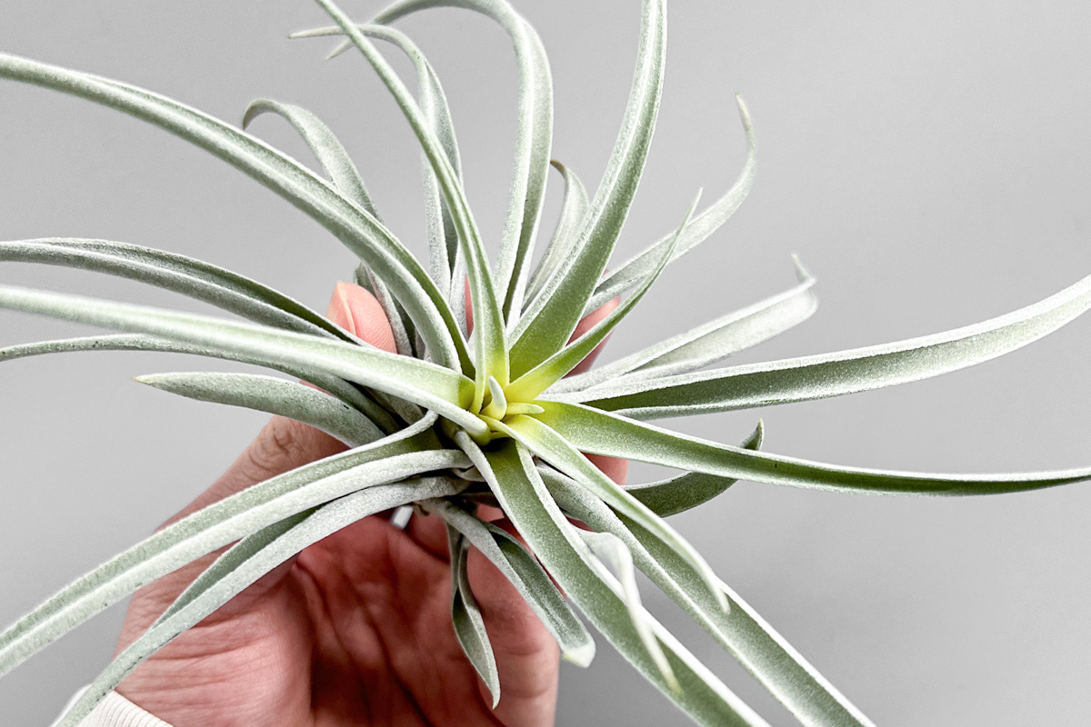 大きくなる品種はこれだ！ダイソーチランジアまとめ【100均エアー