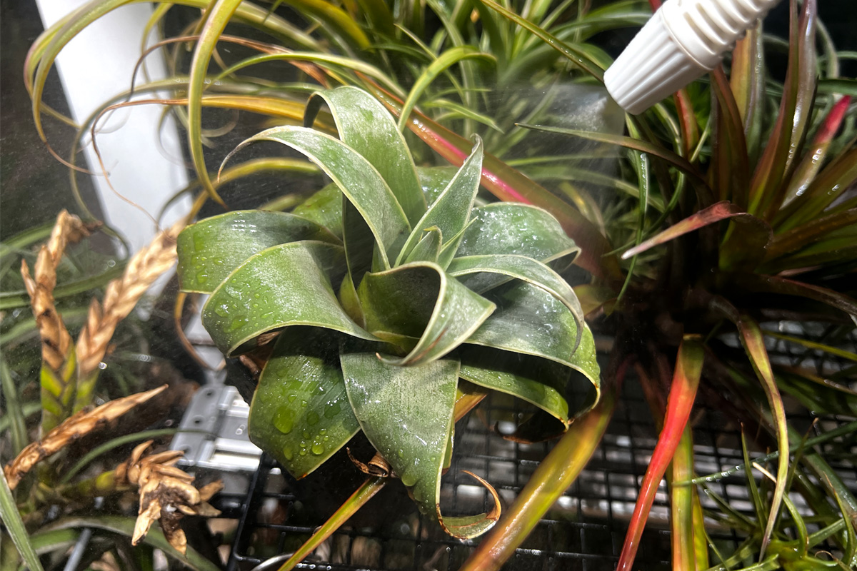 ブラジルの岩壁に生きる異端のブロメリア“スティグマトドン・リマエ