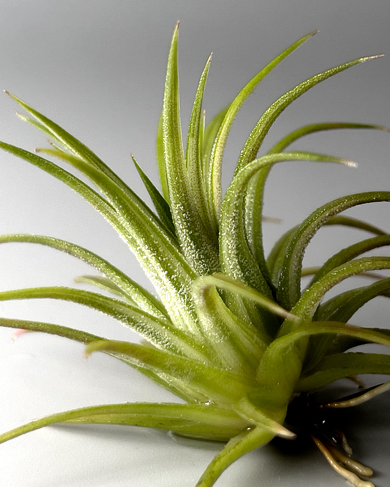 超希少！美しき斑入りティランジアの世界【バリエガータ&アルボマージ