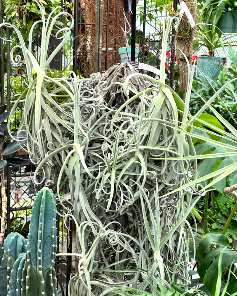 大きいチランジアはロマンだ！【おすすめ大型種8選】