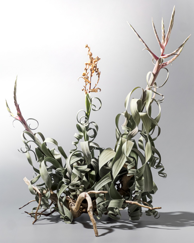 超人気の交配種！チランジア・カーリースリムの育て方&増やし方