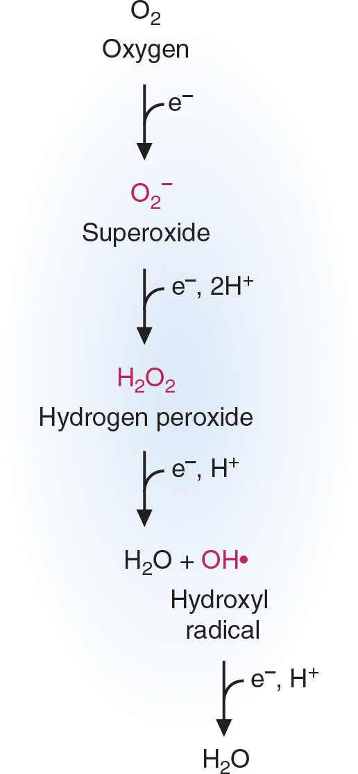 Oxygen Toxicity and Free-Radical Injury | Basicmedical Key