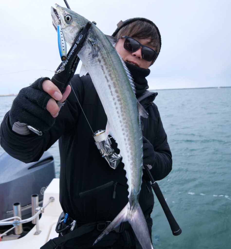 ジャックアイ】新潟東港・サワラスピンでサゴシ祭！ ジャーキングで