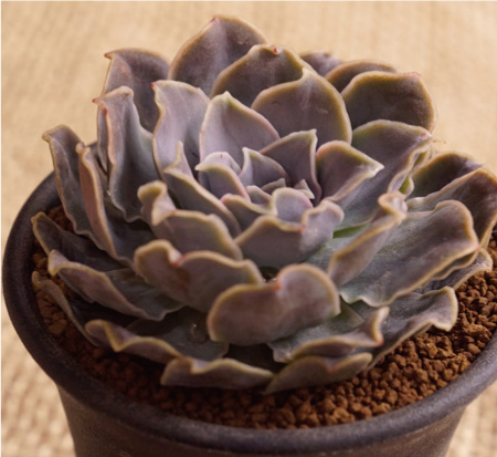 エリキュラミス】の紹介ページ｜E-TANIKU（イータニク）