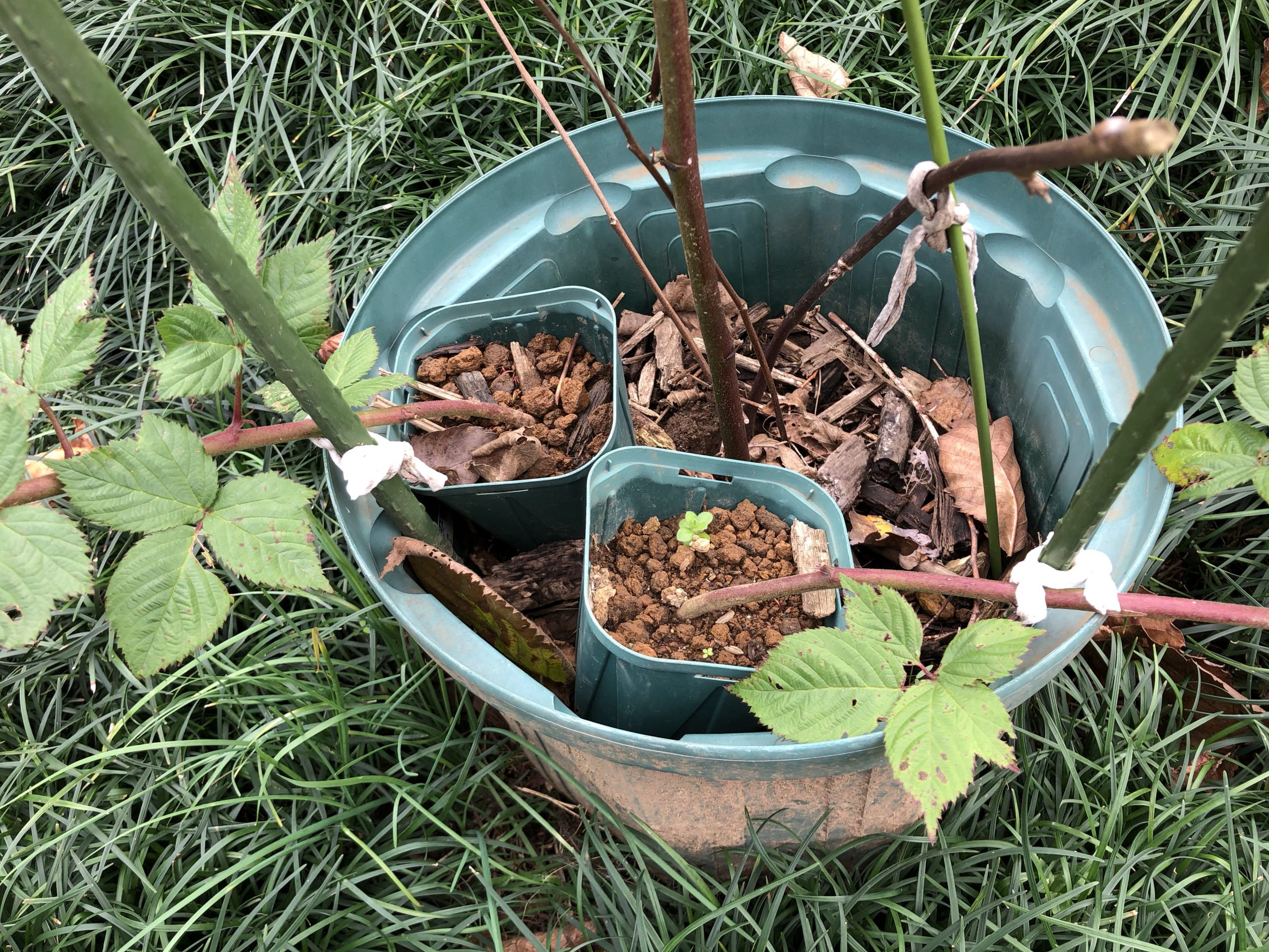 トリプルクラウン取り木成功👌 | 藤崎ブルーベリーファーム