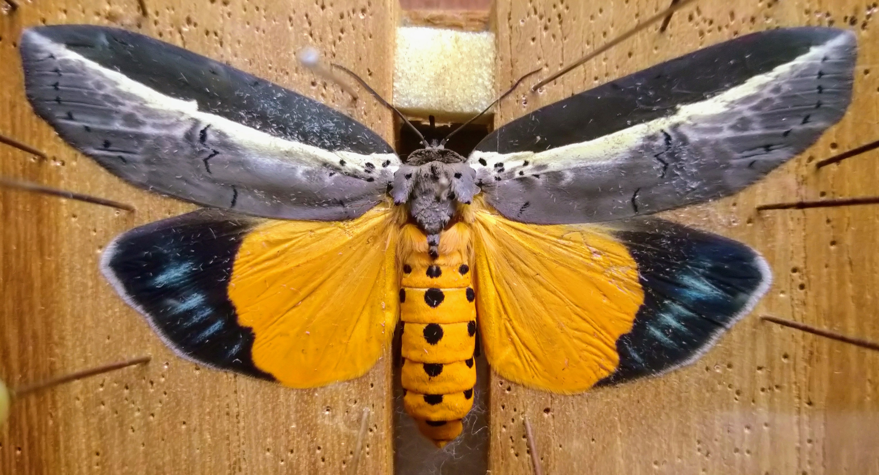 巨大！ヘビトンボ標本 15cm級 2026年最新】オオキバヘビトンボの人気