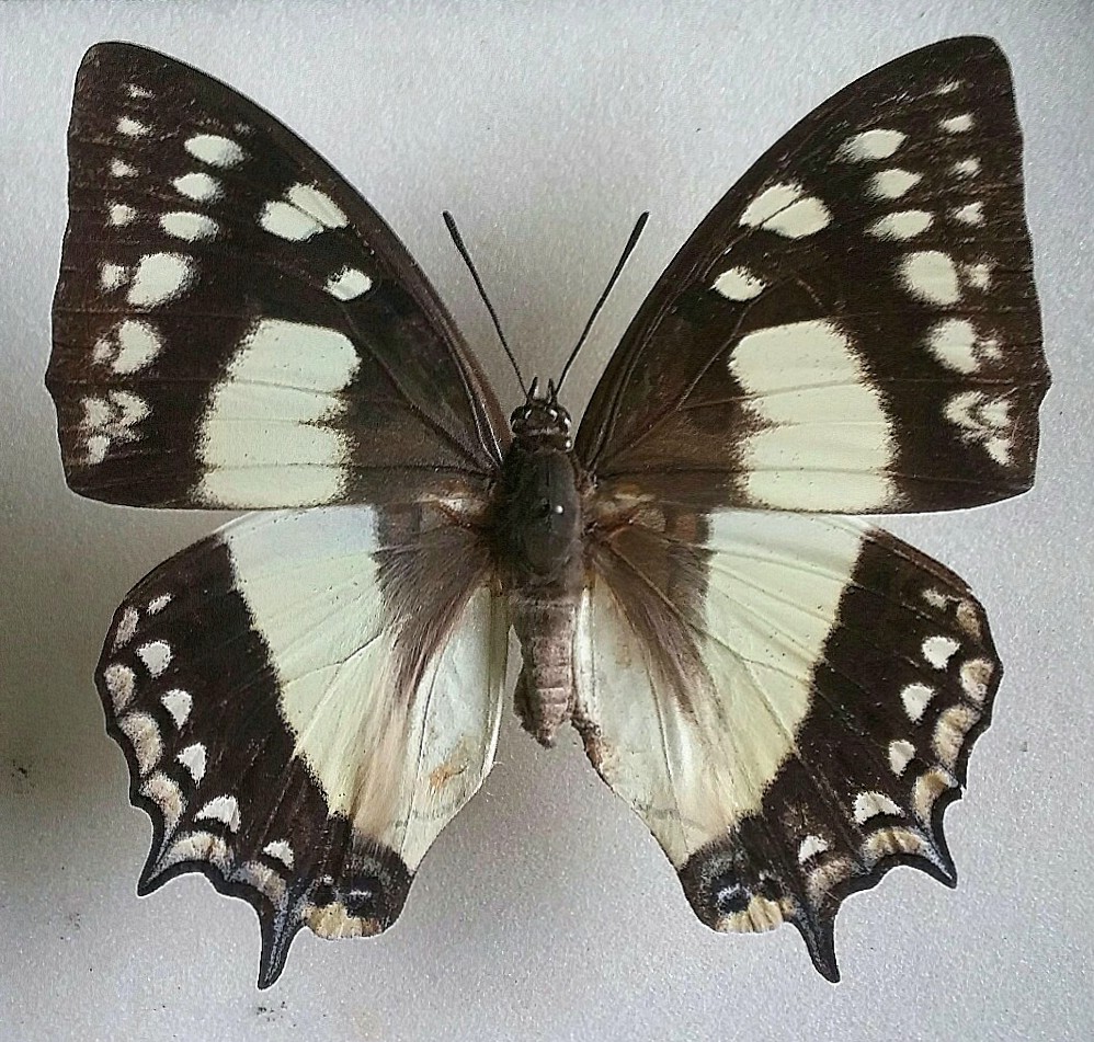 IMG_20180105_133758-1.jpg?