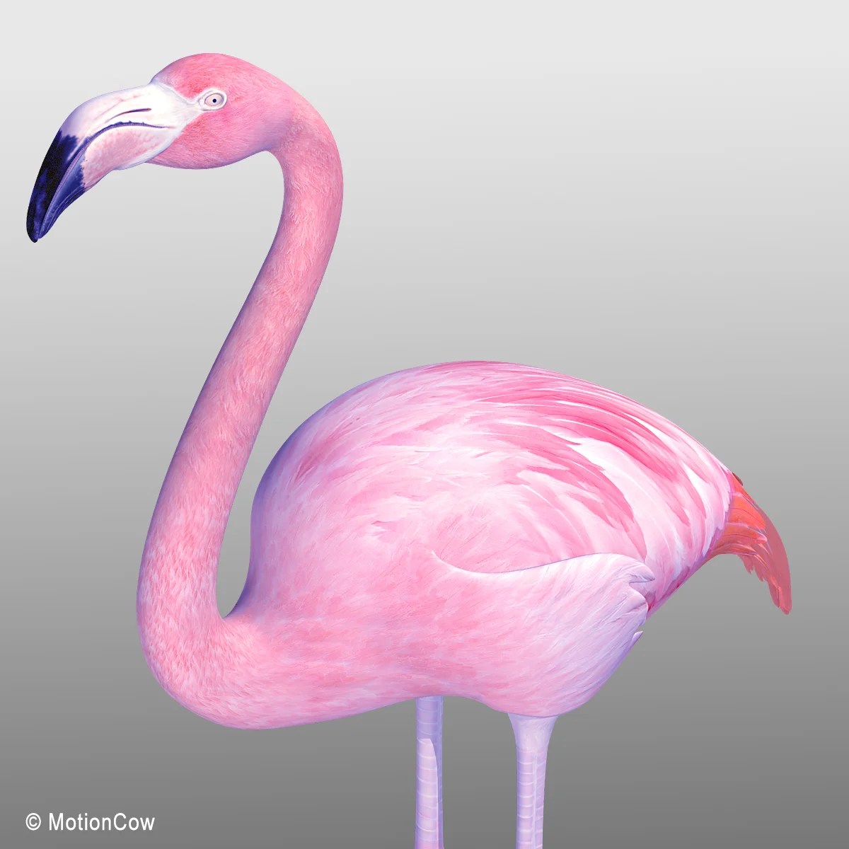 Flamingo Pink (Folded Wings) – MotionCow